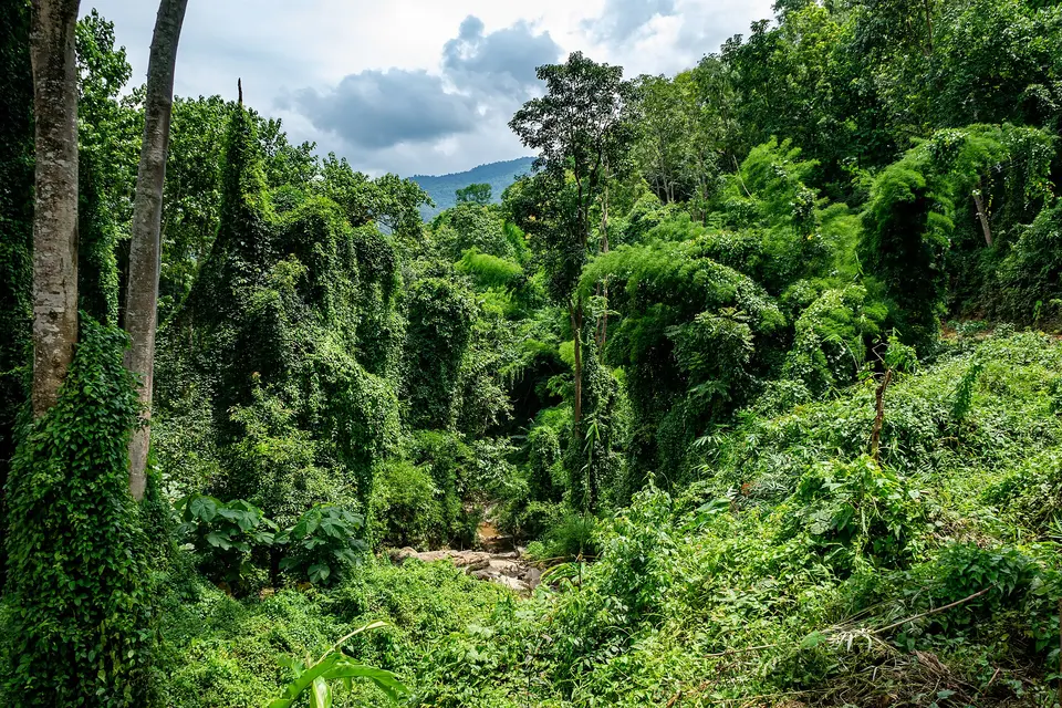 Elephant Nature Park
