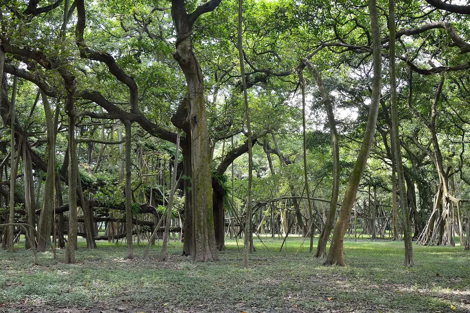Indian Botanic Garden and the Great Banyan
