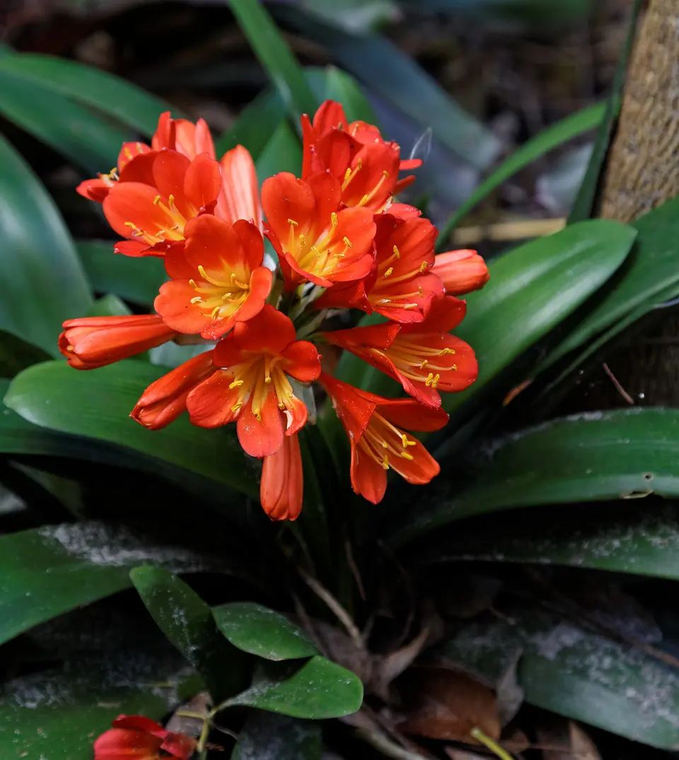 Harry P. Leu Gardens