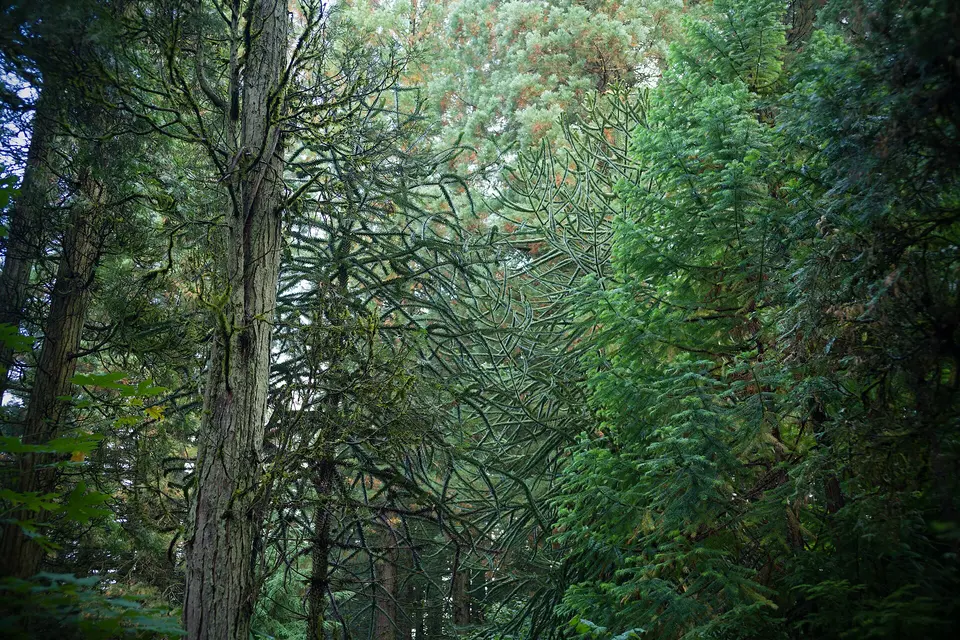 Hoyt Arboretum
