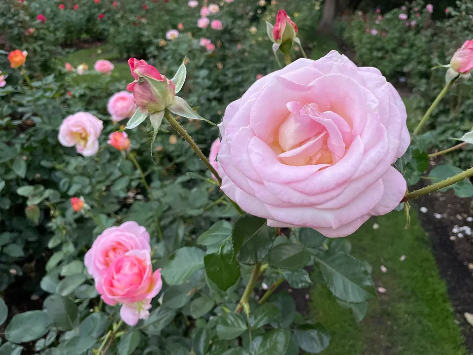 International Rose Test Garden