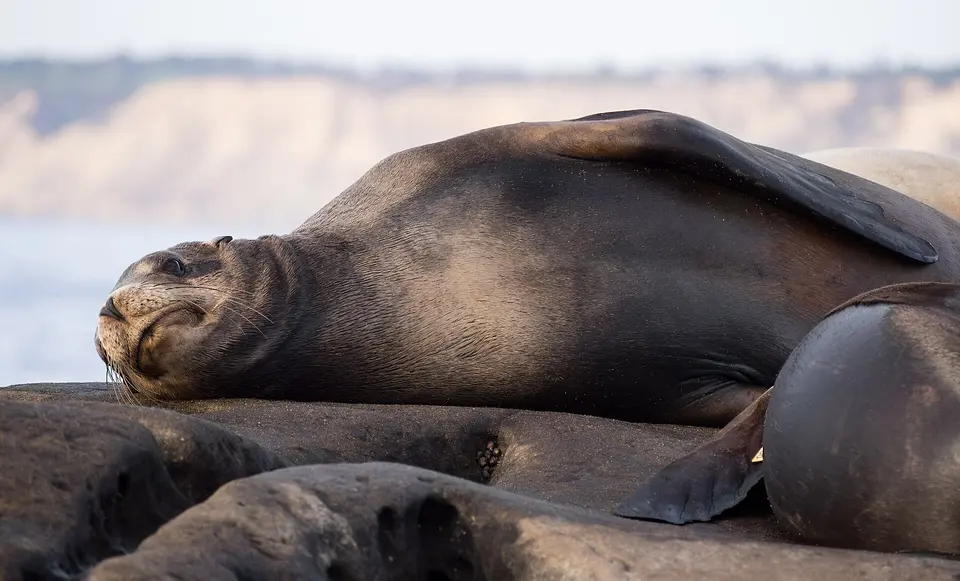 La Jolla Cove
