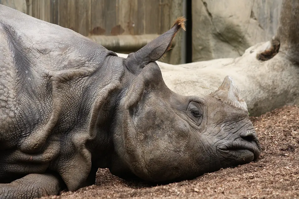 San Diego Zoo